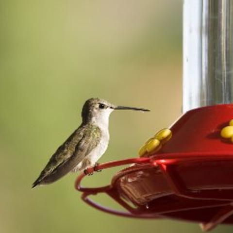 Hummingbird Food,Melting Chocolate Chips In Microwave
